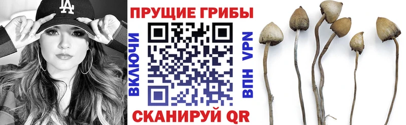 наркошоп  Осташков  Галлюциногенные грибы GOLDEN TEACHER 